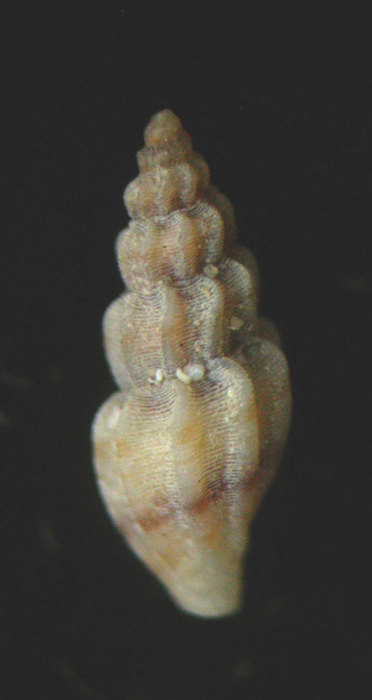 mangelia costulata